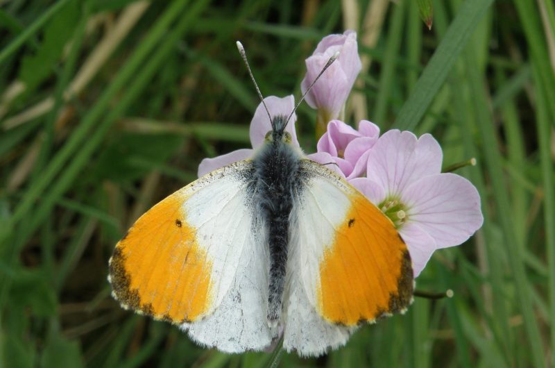 Orange Tip Butterfly one of my butterflies you can help butterflies North East Scotland