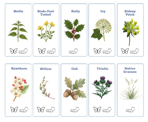 Top 10 native plants for helping butterflies in North East Scotland