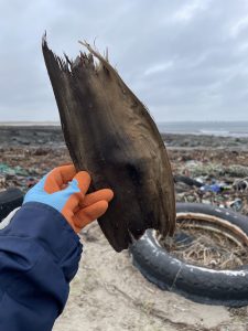 Flapper Skate Egg Case at Cairnbulg Fraserburgh