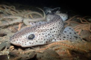 Small-spotted-catshark-Copyright-Lauren-Smith