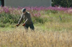 Tomimtoul Wildflower Meadow Mowing - 2026 Man scything in meadow with rosebay willow herb in background in north east scotland.
