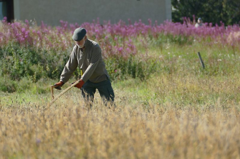Tomimtoul Wildflower Meadow Mowing - 2026 Man scything in meadow with rosebay willow herb in background in north east scotland.